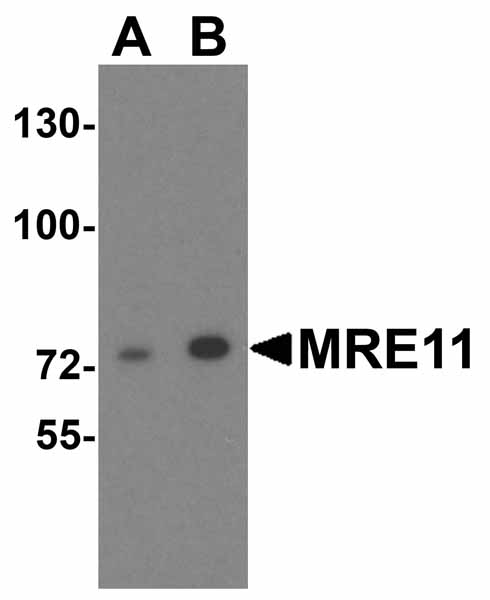 WB - NELF Antibody ASC11612
