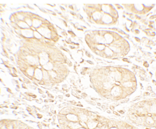 IHC - BHLHA15 Antibody ASC11717