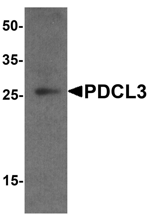 WB - PDCL3 Antibody ASC11821