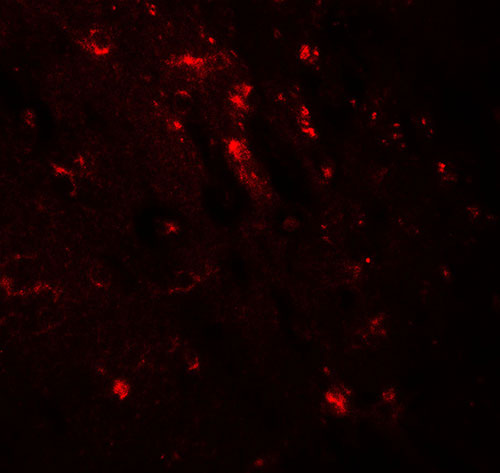 IF - WWC1 Antibody ASC11862