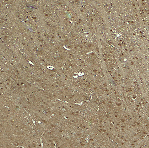 IHC - WWC1 Antibody ASC11862