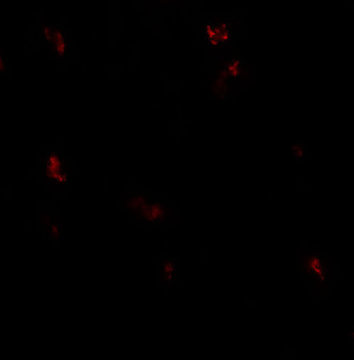 IF - GPRASP1 Antibody ASC11863