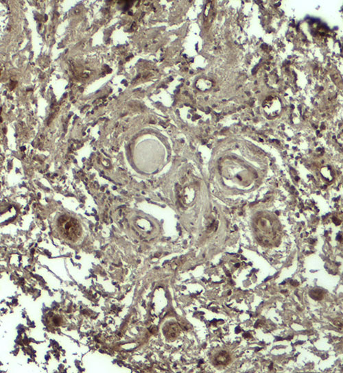 IHC - GPRASP1 Antibody ASC11863