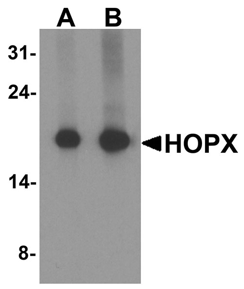 WB - HOPX Antibody ASC11910