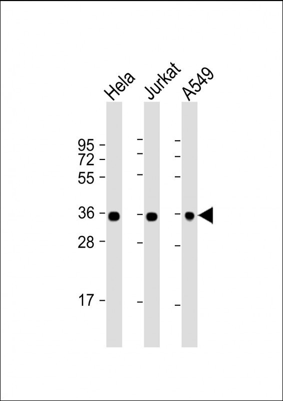 WB - GAPDH Antibody AM8706b