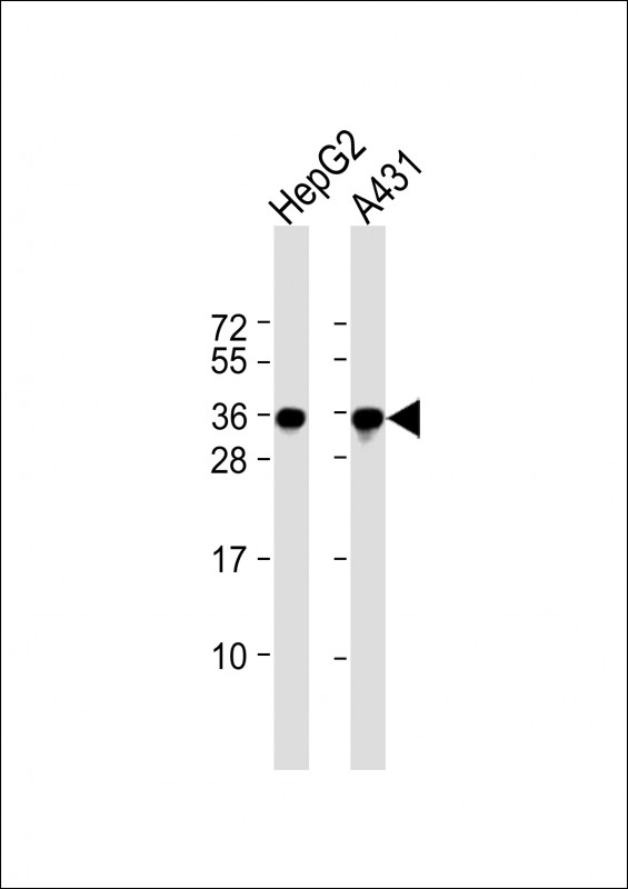 All lanes : Anti-PCNA Antibody at 1:2000 dilutionLane 1: HepG2 whole cell lysateLane 2: A431 whole cell lysateLysates/proteins at 20 �g per lane. SecondaryGoat Anti-mouse IgG,  (H+L), Peroxidase conjugated at 1/10000 dilution. Predicted band size : 29 kDaBlocking/Dilution buffer: 5% NFDM/TBST.