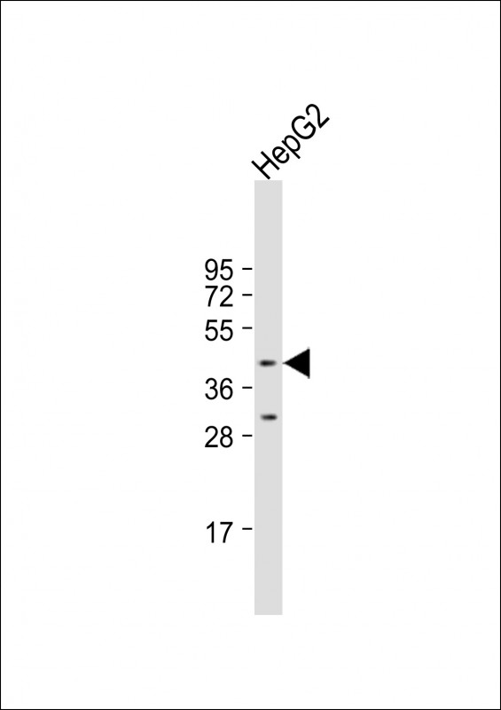 Anti-LDB2 Antibody (C-term) at 1:1000 dilution + HepG2 whole cell lysateLysates/proteins at 20 �g per lane.  SecondaryGoat Anti-Rabbit IgG,   (H+L),  Peroxidase conjugated at 1/10000 dilution.  Predicted band size : 43 kDaBlocking/Dilution buffer: 5% NFDM/TBST.
