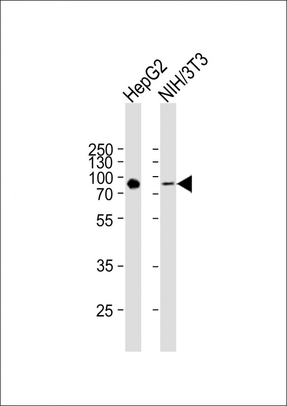 WB - ATG7 Antibody (C-term) AP1813D