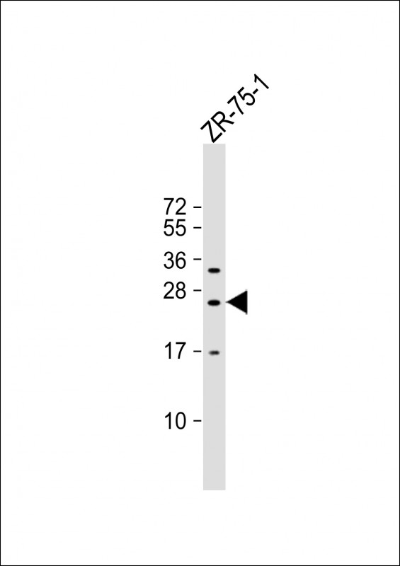 WB - KLRF2 Antibody (N-term) AP18787a