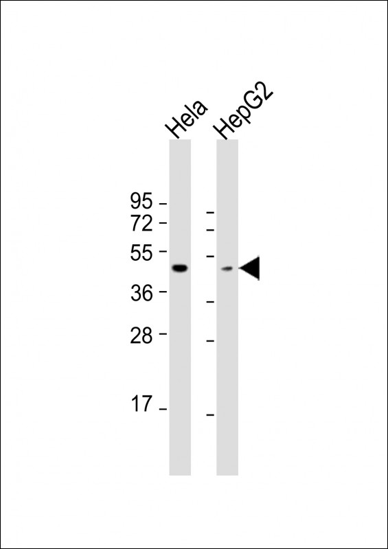 All lanes : Anti-OPN1MW Antibody (N-term) at 1:1000 dilutionLane 1: Hela whole cell lysateLane 2: HepG2 whole cell lysateLysates/proteins at 20 �g per lane. SecondaryGoat Anti-Rabbit IgG,  (H+L), Peroxidase conjugated at 1/10000 dilution. Predicted band size : 41 kDaBlocking/Dilution buffer: 5% NFDM/TBST.