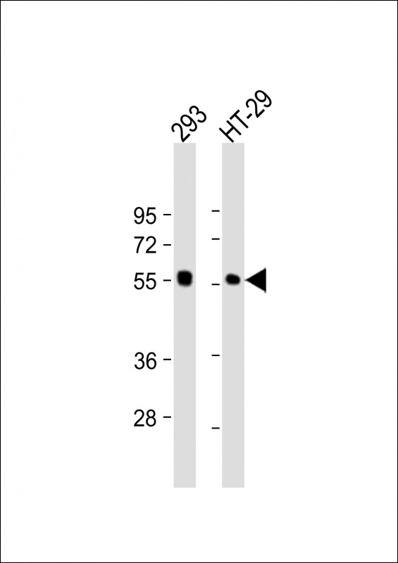 WB - p53 Antibody (C-term) AP6266b