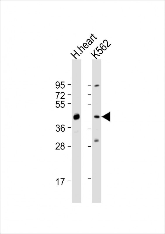 WB - PDK4 Antibody (C-term) AP7041B