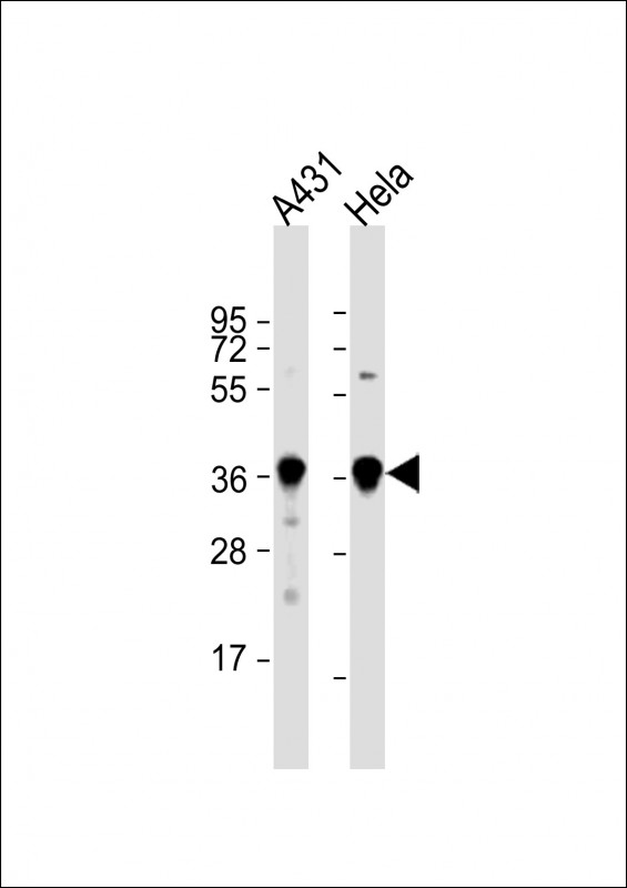 WB - GAPDH Antibody (C-term R248) AP7873b