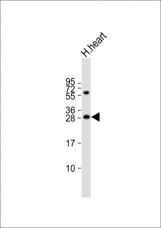 Anti-AK2 Antibody (C-term) at 1:2000 dilution + human heart lysateLysates/proteins at 20 �g per lane. SecondaryGoat Anti-Rabbit IgG,  (H+L), Peroxidase conjugated at 1/10000 dilution. Predicted band size : 26 kDaBlocking/Dilution buffer: 5% NFDM/TBST.