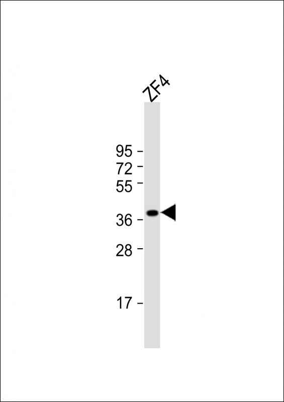 Anti-(DANRE) efnb2a Antibody (Center) at 1:1000 dilution + ZF4 whole cell lysateLysates/proteins at 20 �g per lane. SecondaryGoat Anti-Rabbit IgG,  (H+L), Peroxidase conjugated at 1/10000 dilution. Predicted band size : 37 kDaBlocking/Dilution buffer: 5% NFDM/TBST.