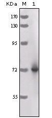 WB - HRP Antibody AO1135a