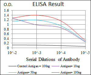 E - HAS3 Antibody AO1707a