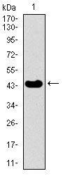 WB - TRIP6 Antibody AO1771a