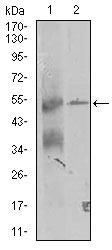 WB - TRIP6 Antibody AO1771a