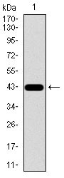 WB - SPP1 Antibody AO1790a