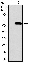 WB - SPP1 Antibody AO1790a
