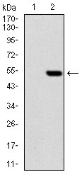 WB - PHC1 Antibody AO1803a