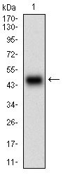 WB - PLA2G12A Antibody AO1927a