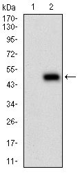 WB - PLA2G12A Antibody AO1927a
