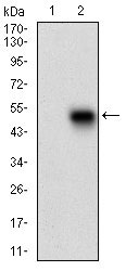 WB - PLA2G12A Antibody AO1930a