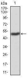 WB - TIP60 Antibody AO2024a