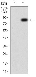 WB - TIP60 Antibody AO2024a