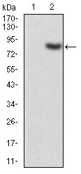 WB - TIP60 Antibody AO2029a