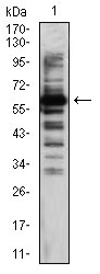 WB - TIP60 Antibody AO2029a