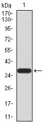 WB - PRDM5 Antibody AO2166a