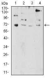 WB - PRDM5 Antibody AO2166a