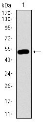 WB - DCTN4 Antibody AO2291a
