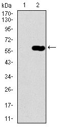 WB - DCTN4 Antibody AO2291a