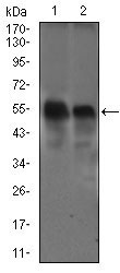 WB - DCTN4 Antibody AO2291a