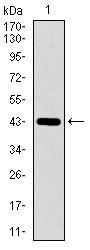 WB - DNAL4 Antibody AO2305a