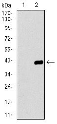 WB - DNAL4 Antibody AO2305a