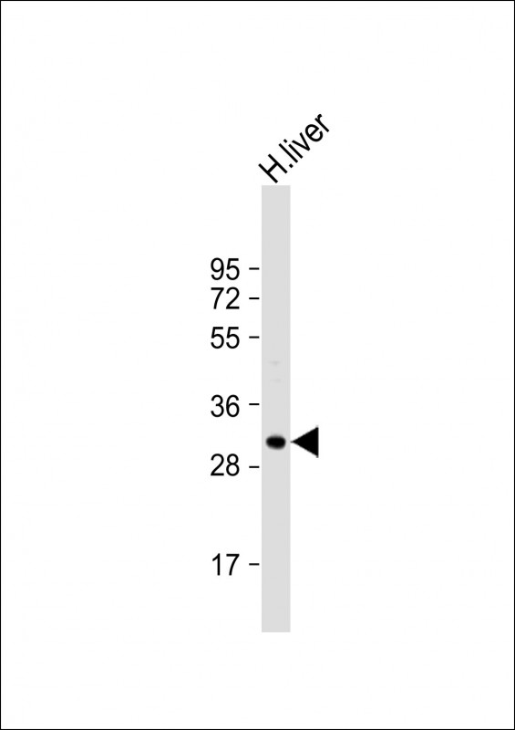 Anti-APOF Antibody (Center) at 1:1000 dilution + human liver lysateLysates/proteins at 20 �g per lane. SecondaryGoat Anti-Rabbit IgG,  (H+L), Peroxidase conjugated at 1/10000 dilution. Predicted band size : 35 kDaBlocking/Dilution buffer: 5% NFDM/TBST.