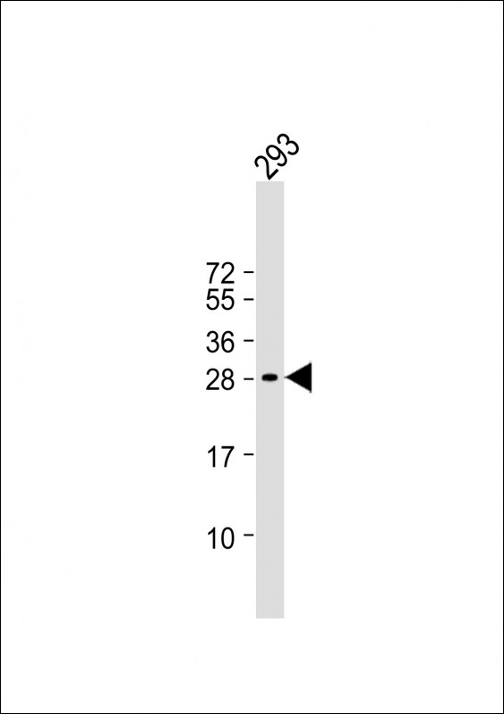 WB - HIDE1 Antibody (Center) AP11603c