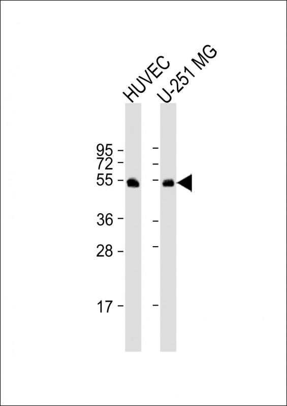 WB - CDC42EP1 Antibody (C-term) AP19010b