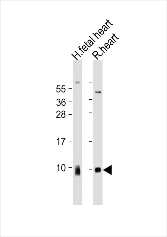 All lanes : Anti-ATP5G1 Antibody (Center) at 1:2000 dilutionLane 1: human fetal heart lysateLane 2: rat heart lysateLysates/proteins at 20 �g per lane. SecondaryGoat Anti-Rabbit IgG,  (H+L), Peroxidase conjugated at 1/10000 dilution. Predicted band size : 14 kDaBlocking/Dilution buffer: 5% NFDM/TBST.