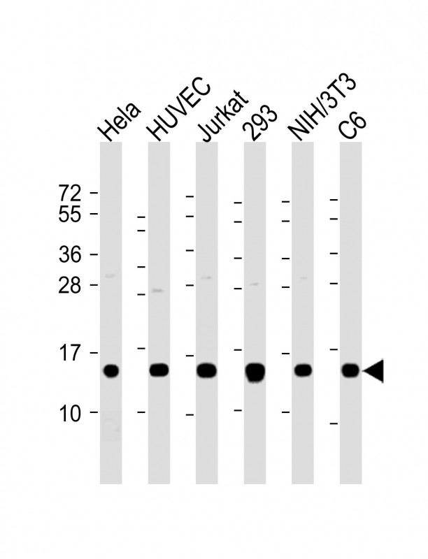 All lanes : Anti-Profilin-1 Antibody at 1:2000 dilutionLane 1: Hela whole cell lysateLane 2: HUVEC whole cell lysateLane 3: Jurkat whole cell lysateLane 4: 293 whole cell lysateLane 5: NIH/3T3 whole cell lysateLane 6: C6 whole cell lysateLysates/proteins at 20 �g per lane.  SecondaryGoat Anti-Rabbit IgG,   (H+L),  Peroxidase conjugated at 1/10000 dilution.  Predicted band size : 15 kDaBlocking/Dilution buffer: 5% NFDM/TBST.