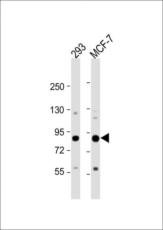 All lanes : Anti-COL9A1 Antibody (Center) at 1:1000 dilutionLane 1: 293 whole cell lysateLane 2: MCF-7 whole cell lysateLysates/proteins at 20 �g per lane.  SecondaryGoat Anti-Rabbit IgG,   (H+L),  Peroxidase conjugated at 1/10000 dilution.  Predicted band size : 92 kDaBlocking/Dilution buffer: 5% NFDM/TBST.