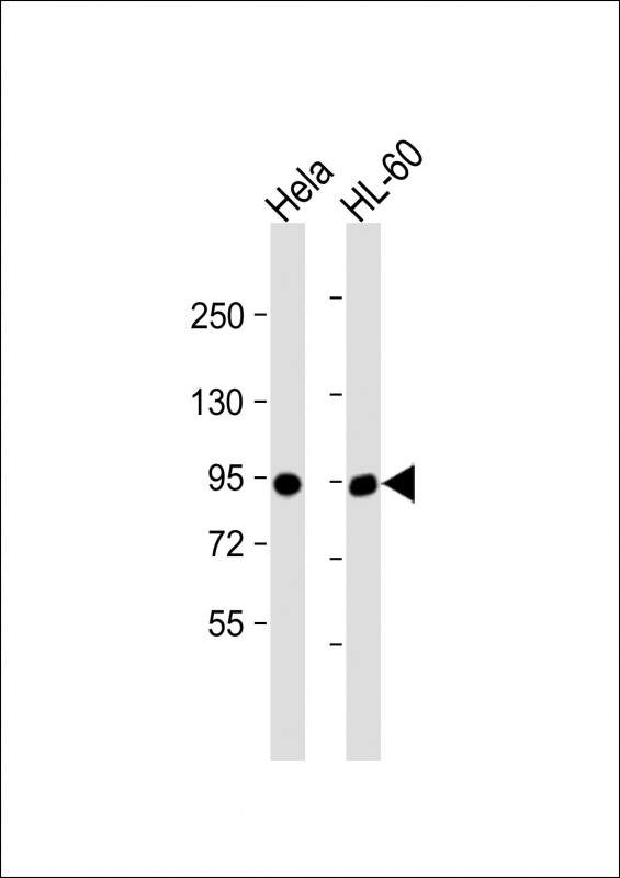 All lanes : Anti-IL3RB Antibody (C-term) at 1:1000 dilutionLane 1: Hela whole cell lysateLane 2: HL-60 whole cell lysateLysates/proteins at 20 �g per lane. SecondaryGoat Anti-Rabbit IgG,  (H+L), Peroxidase conjugated at 1/10000 dilution. Predicted band size : 97 kDaBlocking/Dilution buffer: 5% NFDM/TBST.