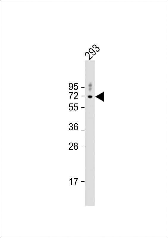 Anti-AMPK2 Antibody (Center) at 1:1000 dilution + 293 whole cell lysateLysates/proteins at 20 �g per lane.  SecondaryGoat Anti-Rabbit IgG,   (H+L),  Peroxidase conjugated at 1/10000 dilution.  Predicted band size : 62 kDaBlocking/Dilution buffer: 5% NFDM/TBST.