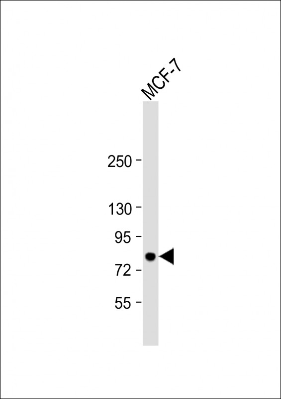 Anti-BRAF Antibody (S601) at 1:1000 dilution + MCF-7 whole cell lysateLysates/proteins at 20 �g per lane. SecondaryGoat Anti-Rabbit IgG,  (H+L), Peroxidase conjugated at 1/10000 dilution. Predicted band size : 84 kDaBlocking/Dilution buffer: 5% NFDM/TBST.
