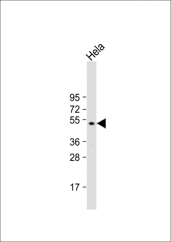 Anti-GSK3A Antibody (G83) at 1:1000 dilution + Hela whole cell lysateLysates/proteins at 20 �g per lane. SecondaryGoat Anti-Rabbit IgG,  (H+L), Peroxidase conjugated at 1/10000 dilution. Predicted band size : 51 kDaBlocking/Dilution buffer: 5% NFDM/TBST.